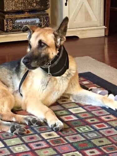 Communicating With Deaf Dogs